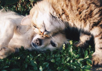 orange tabby cat beside fawn short coated puppy